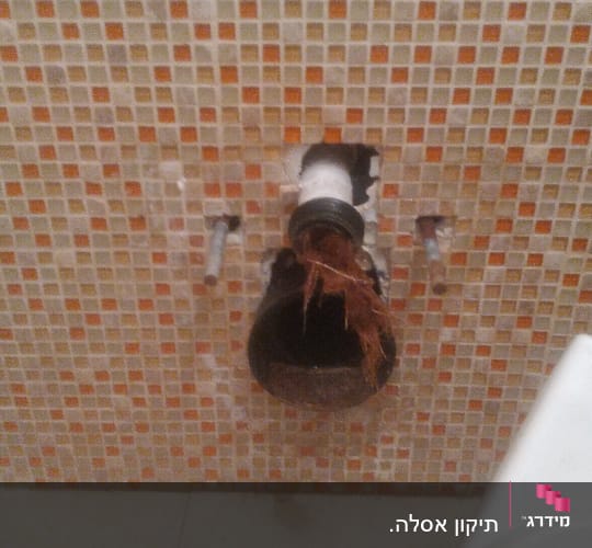 צינור ביוב פתוח עם שורשים בתוכו